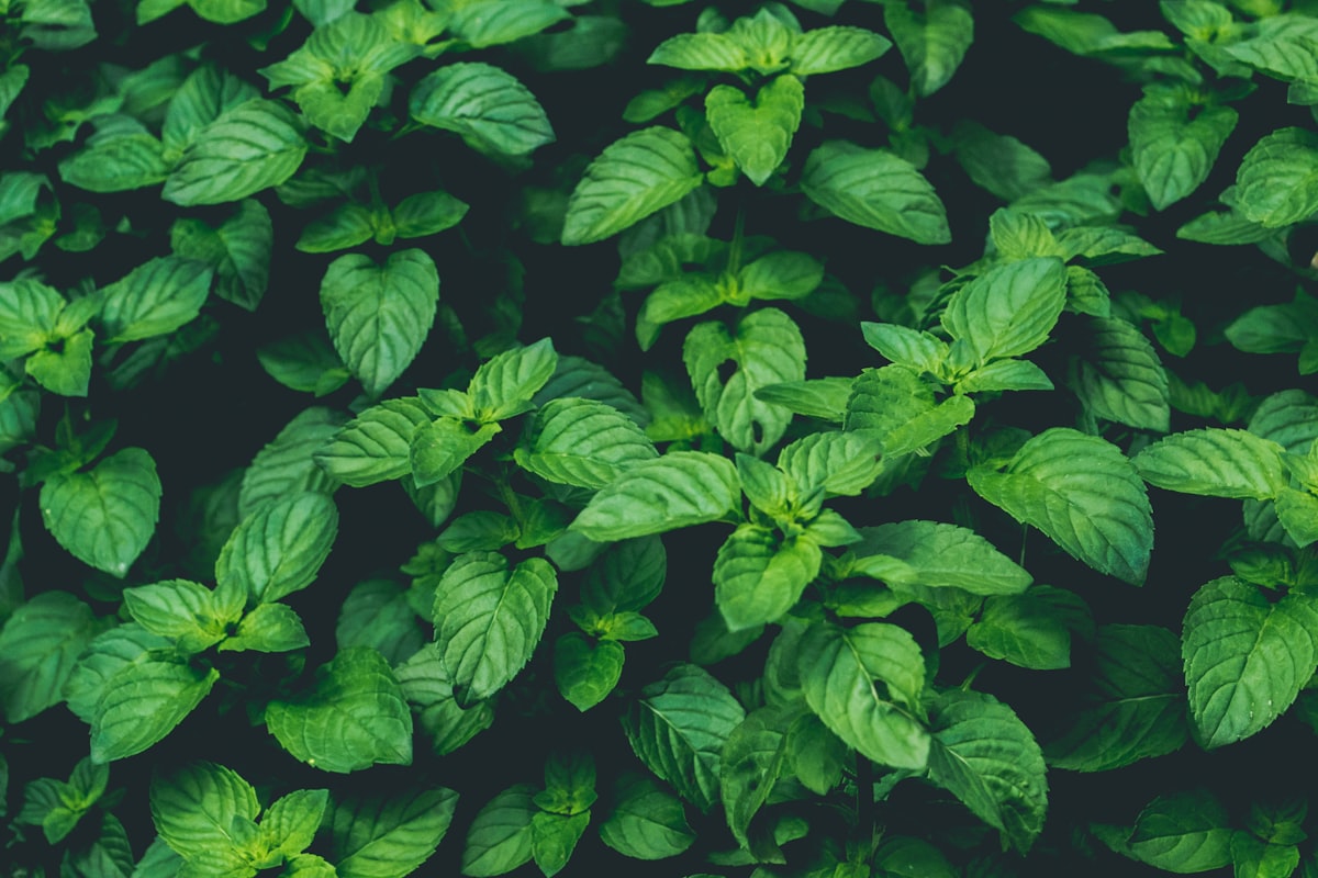 Té de manzanilla y jengibre para digestión