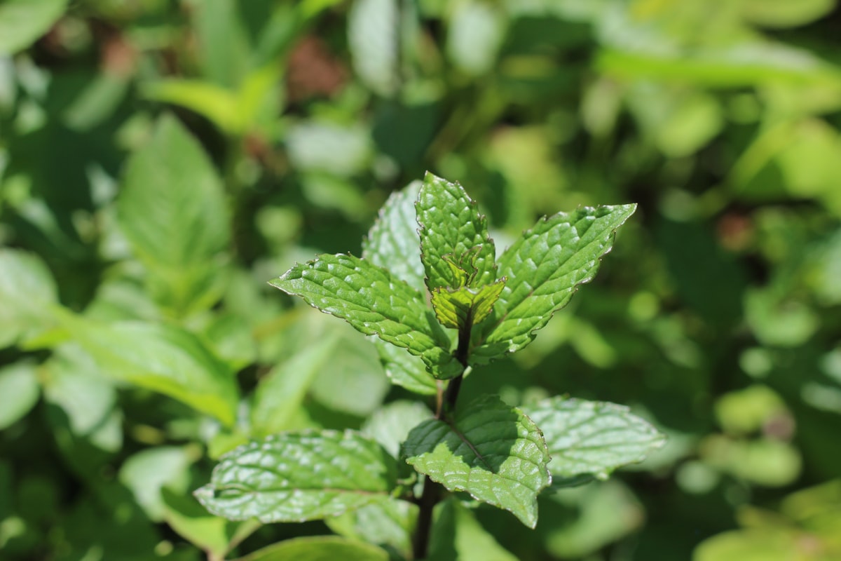Té de menta y hinojo para confort digestivo